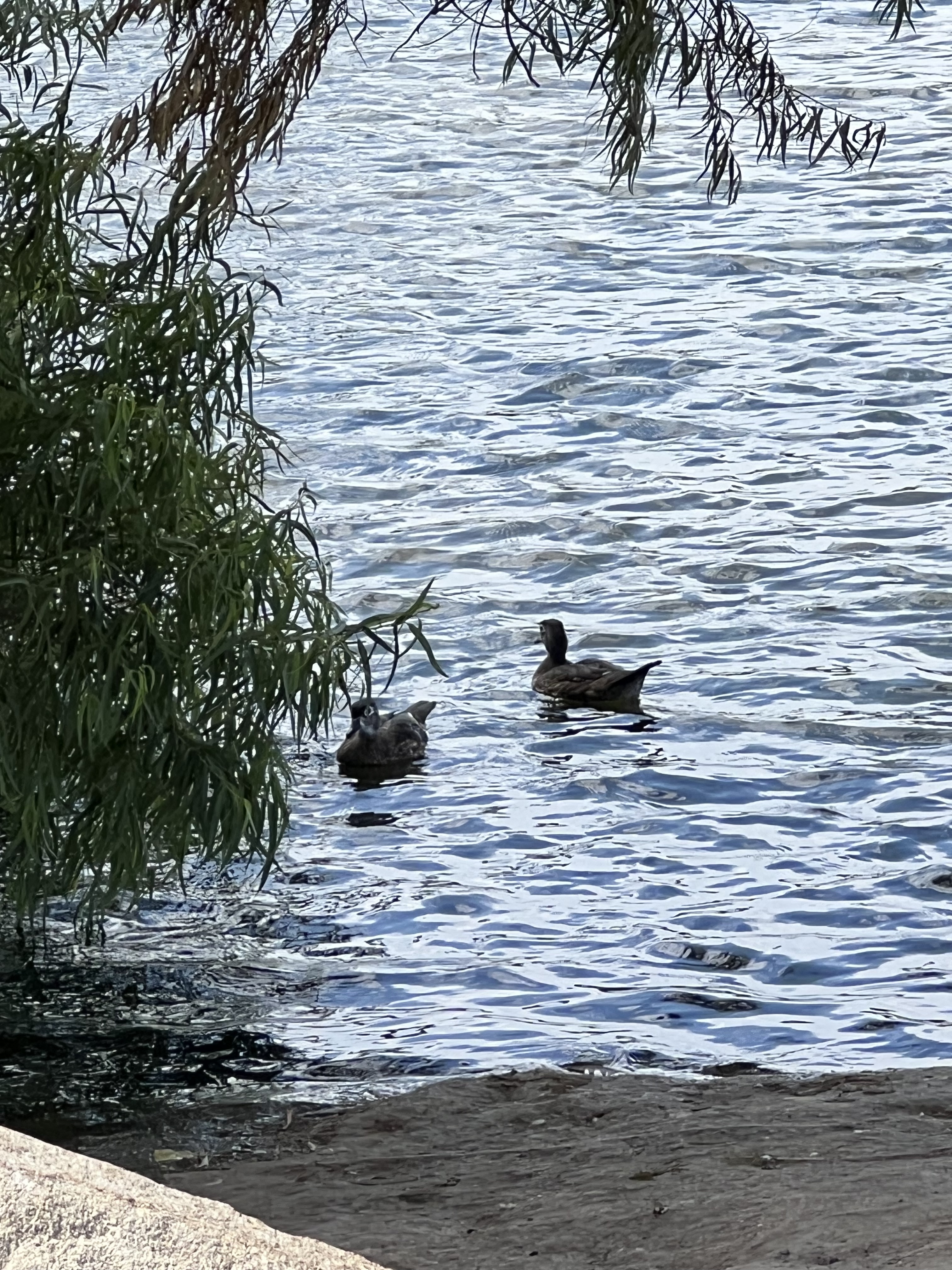 lake with ducks